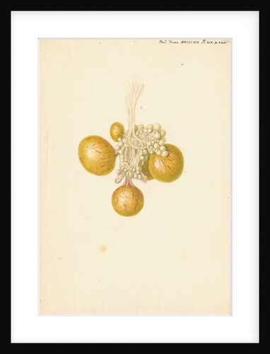 Ovaries of the hen by Franz Andreas Bauer