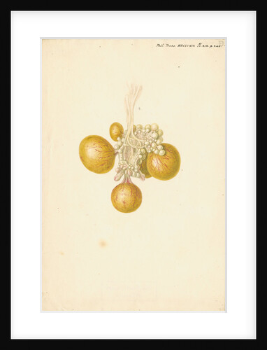 Ovaries of the hen by Franz Andreas Bauer