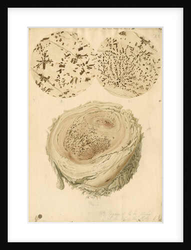 Coagulated human blood and crystals by Franz Andreas Bauer