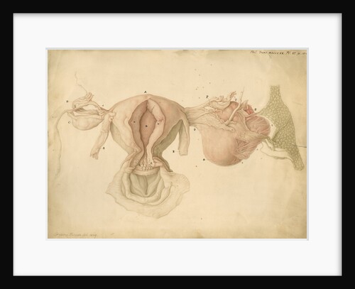 Human uterus and womb by Franz Andreas Bauer