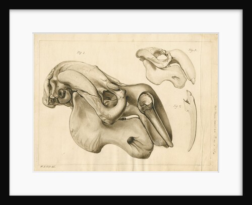 Dugong skull and tusk by William Home Clift