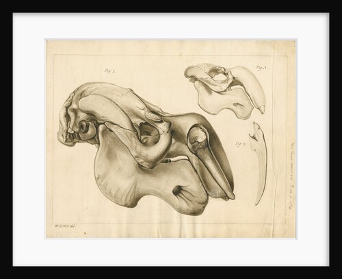 Dugong skull and tusk by William Home Clift