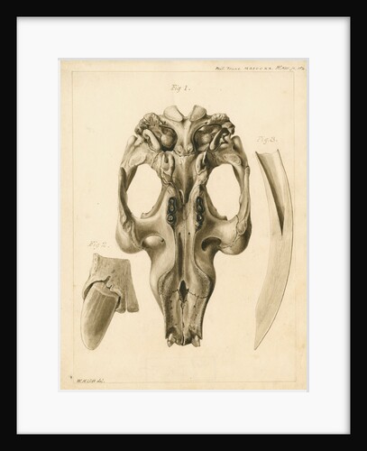 Dugong skull and tusks by William Home Clift