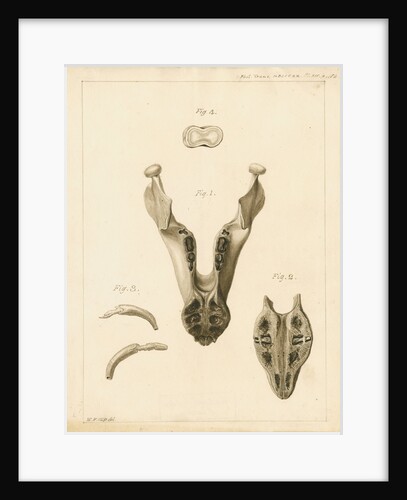 Lower jaw and teeth of a dugong by William Home Clift