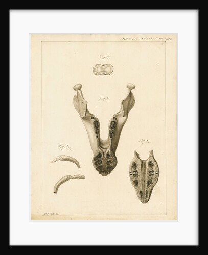 Lower jaw and teeth of a dugong by William Home Clift