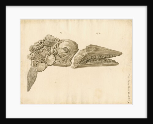 Fossil skull and jaws of the Proteosaurus [Ichthyosaur] by William Clift