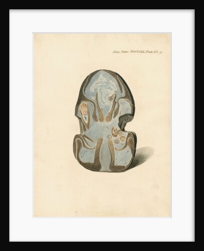 Nasal bones of the Proteosaurus [Ichthyosaur] by William Clift
