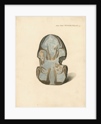 Nasal bones of the Proteosaurus [Ichthyosaur] by William Clift