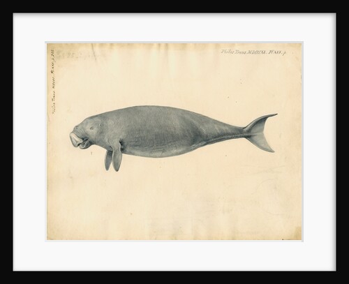 Sumatra dugong by William Clift