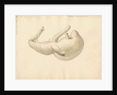 Stomach of the dugong by William Clift