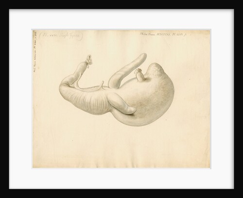 Stomach of the dugong by William Clift