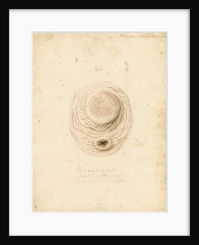 Gastric glands of the dugong by William Clift