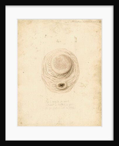 Gastric glands of the dugong by William Clift