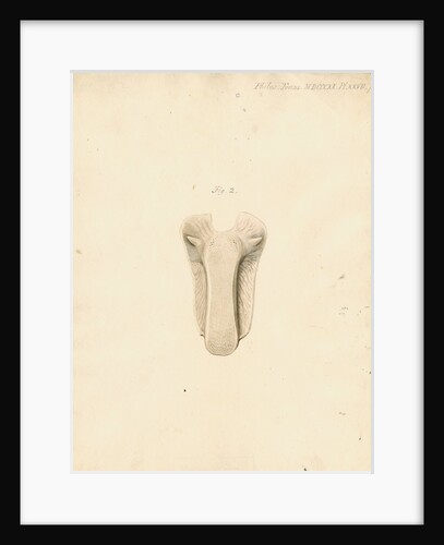 Dugong tongue by William Clift
