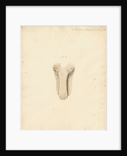 Dugong tongue by William Clift