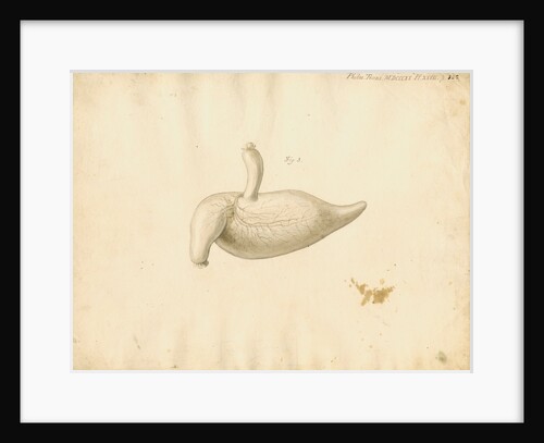 Dugong caecum by William Clift