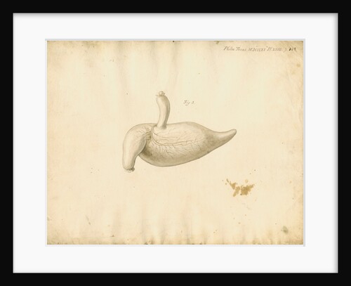 Dugong caecum by William Clift
