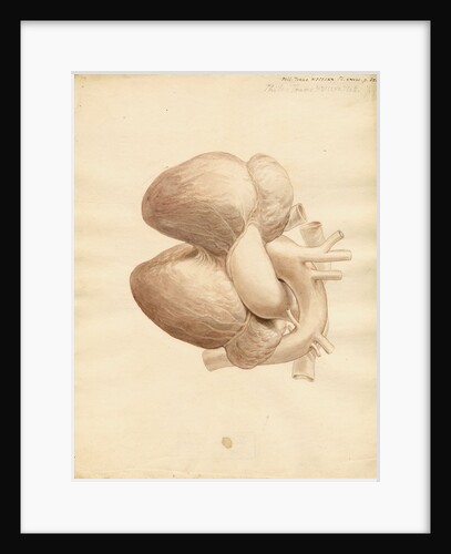 Dugong heart by William Clift