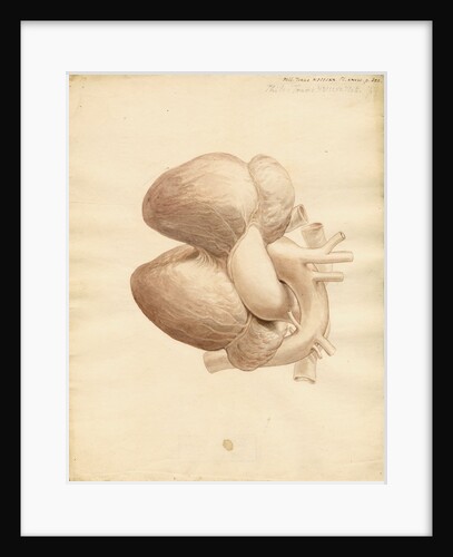 Dugong heart by William Clift