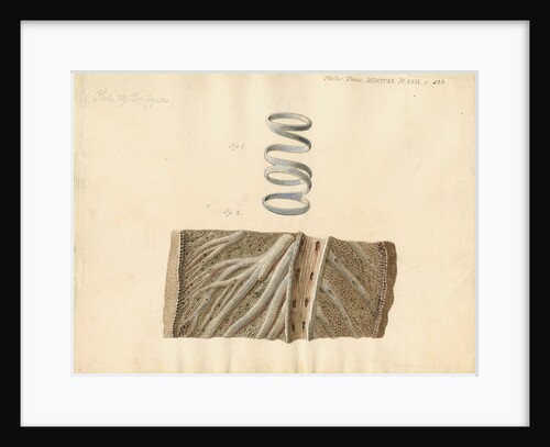 Dugong respiratory system by William Clift