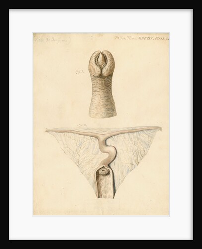 Dugong sexual organs by William Clift