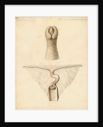 Dugong sexual organs by William Clift