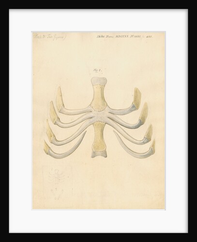 Dugong sternum by William Clift