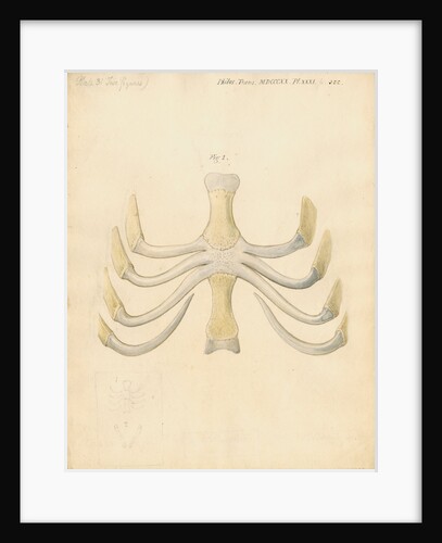 Dugong sternum by William Clift
