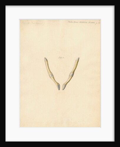 Dugong pelvic bones by William Clift