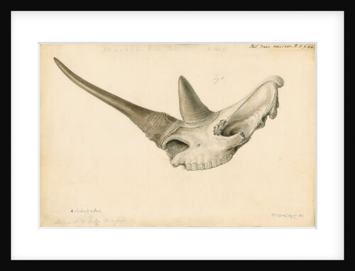 Rhinoceros skull by William Clift