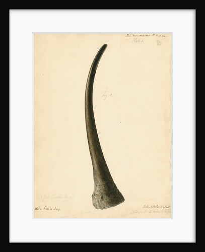 Fossil rhinoceros horn by William Clift