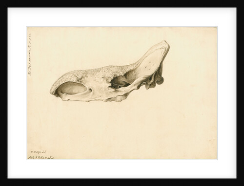 Fossil rhinoceros skull by William Clift