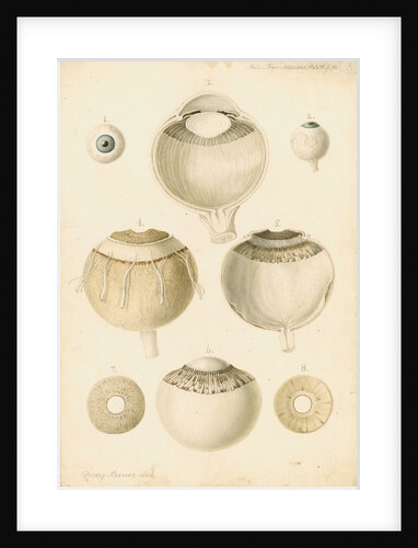 Human eye by Franz Andreas Bauer