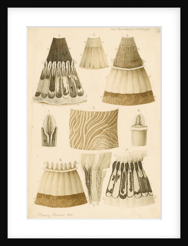 Human eye by Franz Andreas Bauer