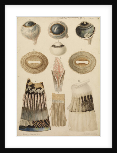 Bullock's eye by Franz Andreas Bauer