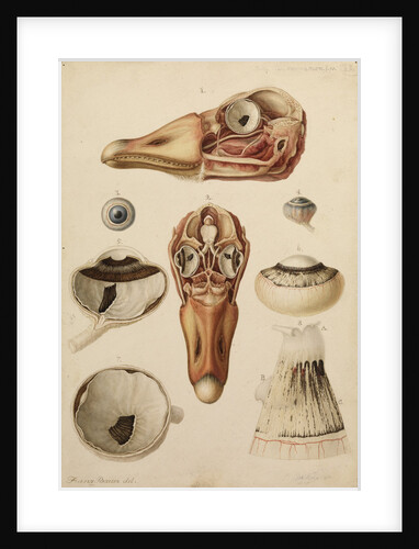 Goose head and eye by Franz Andreas Bauer
