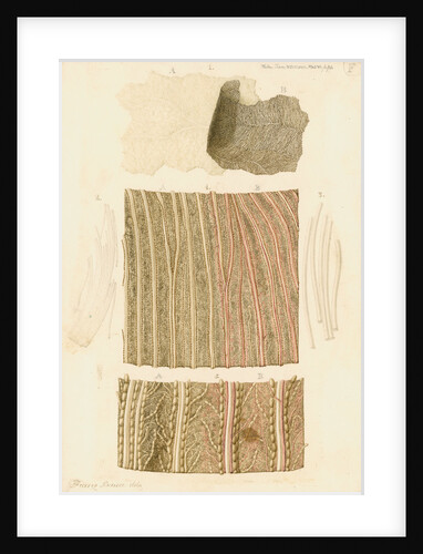 Goose eye by Franz Andreas Bauer