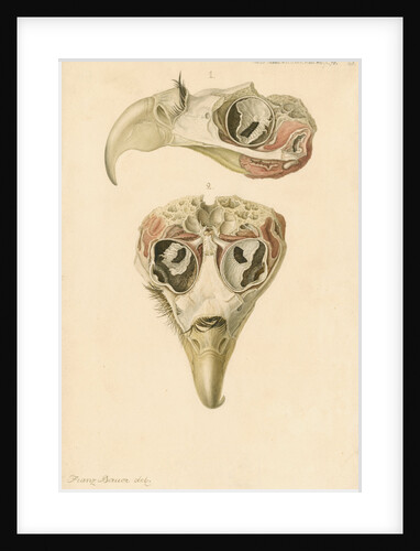 Eagle head by Franz Andreas Bauer