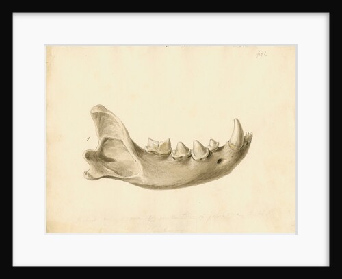 Hyaena jaw by Thomas Webster