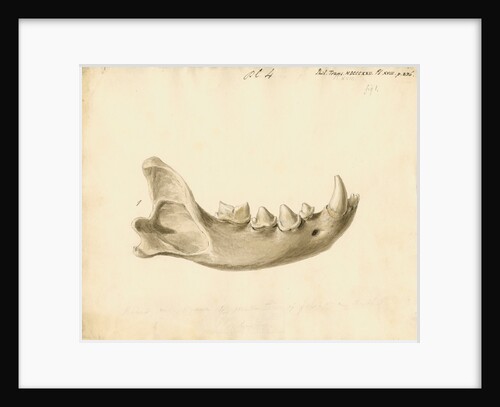 Hyaena jaw by Thomas Webster