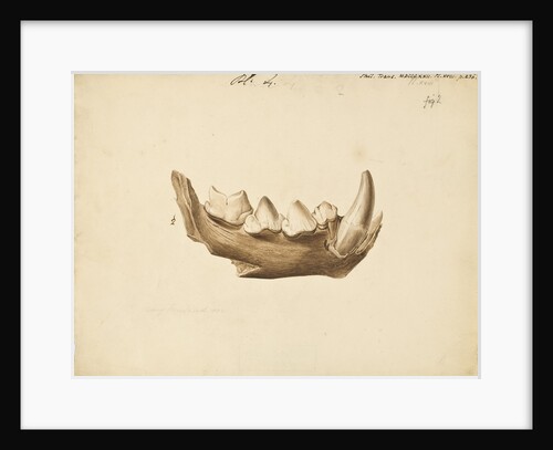 Hyaena jaw by Mary Morland