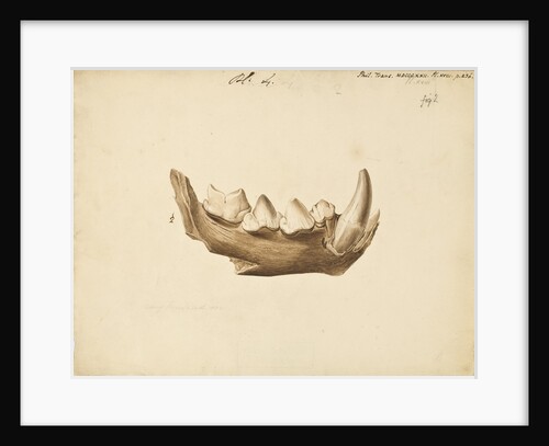 Hyaena jaw by Mary Morland