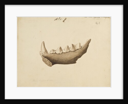 Hyaena jaw by Mary Morland