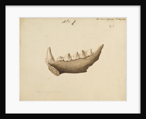 Hyaena jaw by Mary Morland