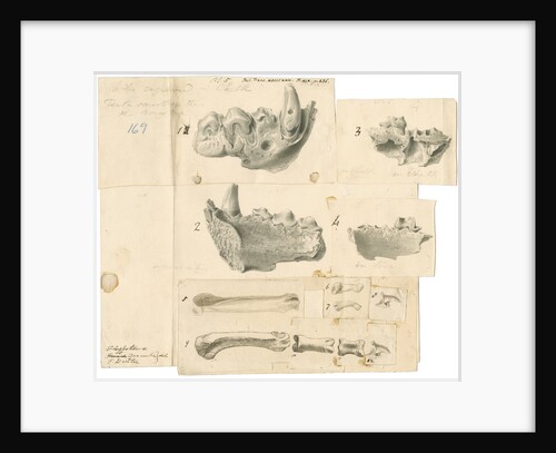 Fossil hyaena jaws and other bones by Thomas Webster