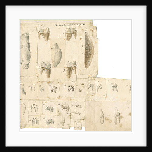 Fossil teeth of hyaena, bear, tiger, fox, wolf and weasel by Thomas Webster