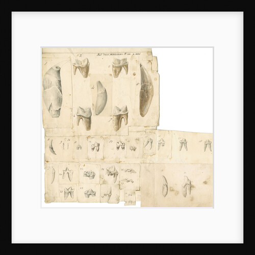 Fossil teeth of hyaena, bear, tiger, fox, wolf and weasel by Thomas Webster