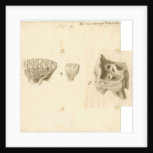 Fossil teeth of elephant and rhinoceros by Thomas Webster