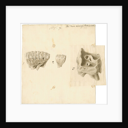 Fossil teeth of elephant and rhinoceros by Thomas Webster