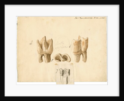 Fossil teeth of rhinoceros and horse by Thomas Webster